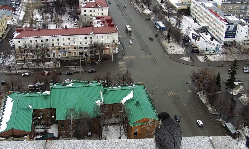 Сапсаны вернулись к месту гнездования на крыше здания Банка Уралсиб в Уфе