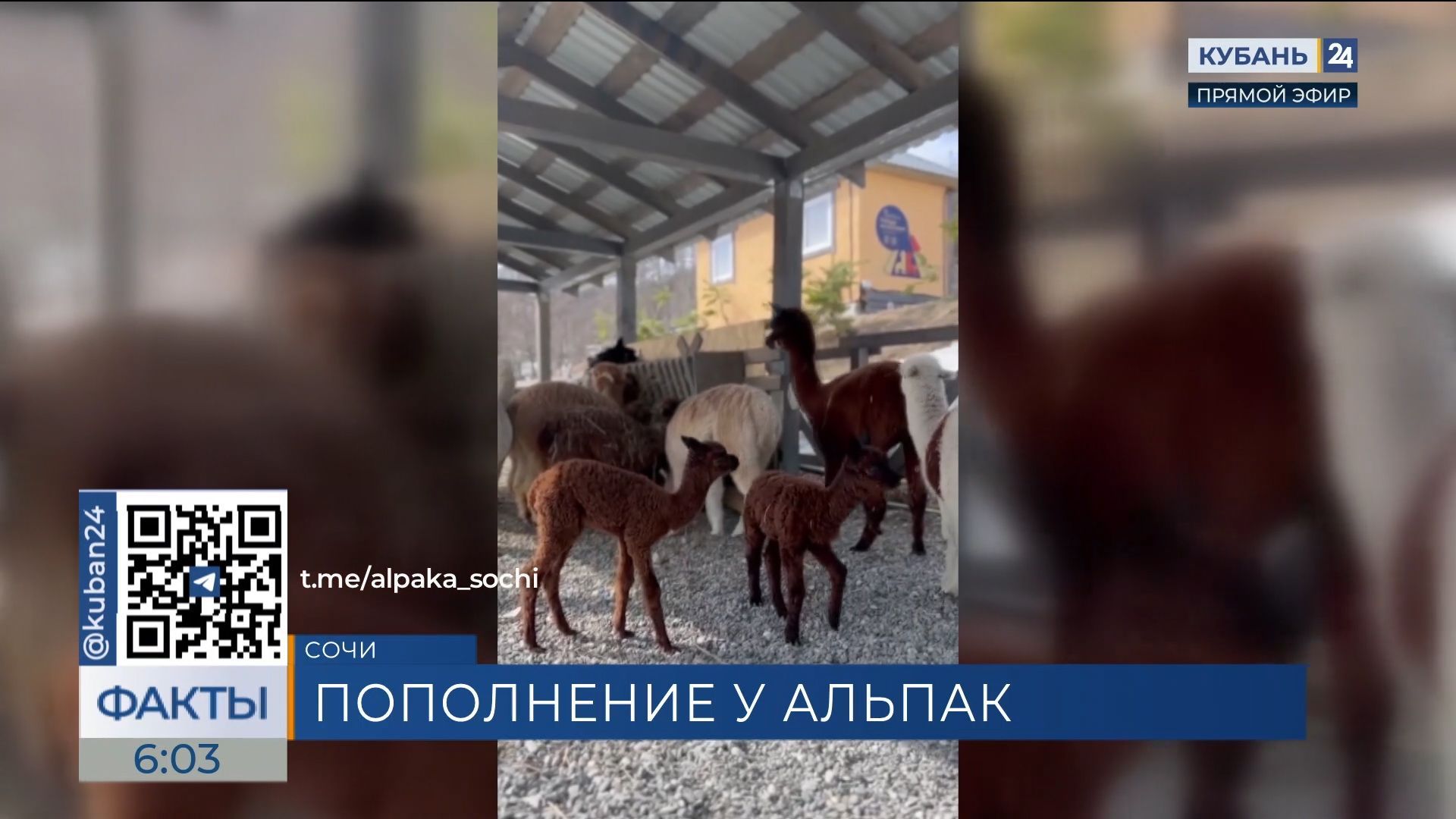 Трое детенышей родились в парке альпак на горном курорте «Роза Хутор» в Сочи