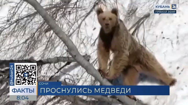 В горах Красной Поляны заметили первых выбравшихся из берлог медведей