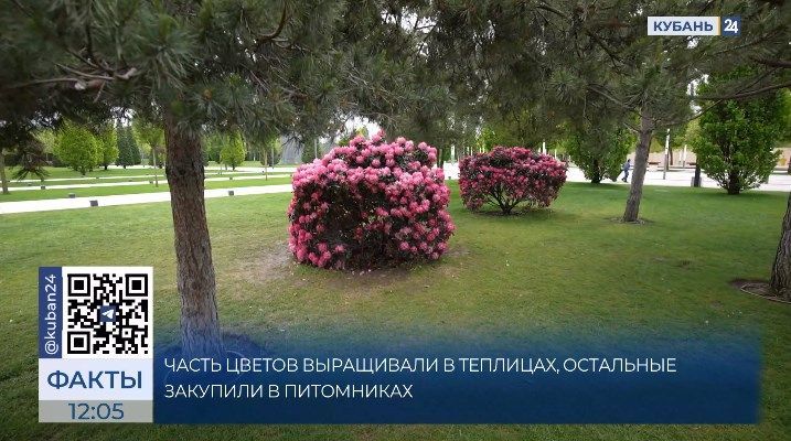 К майским праздникам 46 тыс. цветов разных сортов высадят в Краснодаре