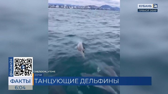 Дельфины устроили водное шоу для туристов в Сочи