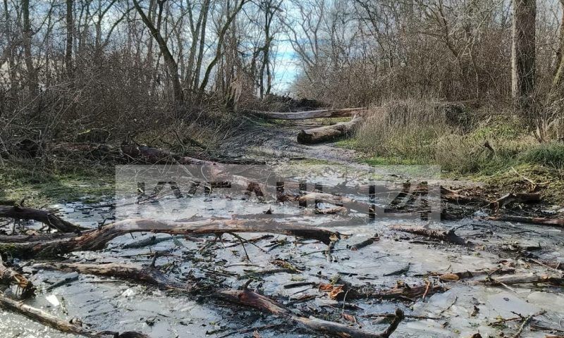 В Минприроды прокомментировали массовую вырубку деревьев в лесопарке Краснодара