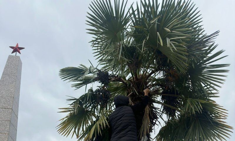 Более 70 аварийных пальм спилили в Сочи