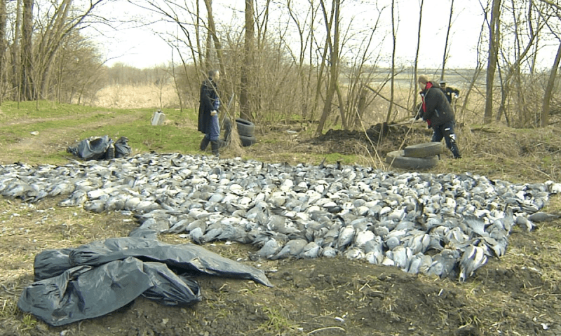 Сотни мертвых птиц и животных обнаружили на полях в трех районах Кубани