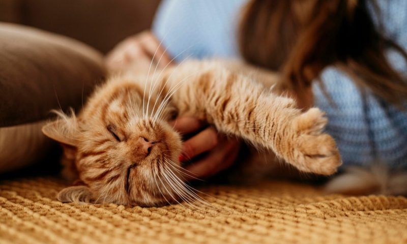 Сочи вошел в топ-3 самых «кошачьих» городов по мнению россиян
