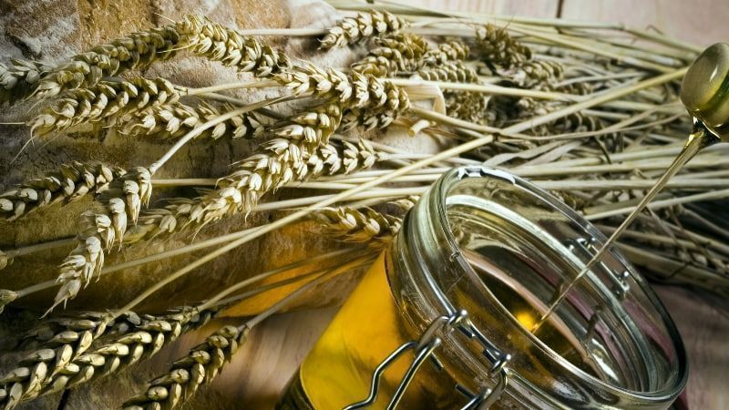 Масло зародышей пшеницы: чем полезно и кому нельзя