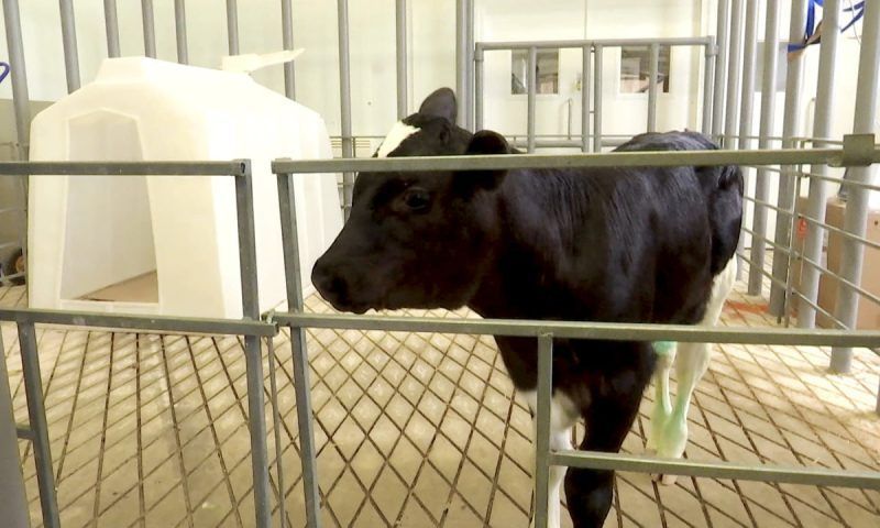 Клонированная на Кубани корова будет давать свыше 18 т молока меньше чем за год