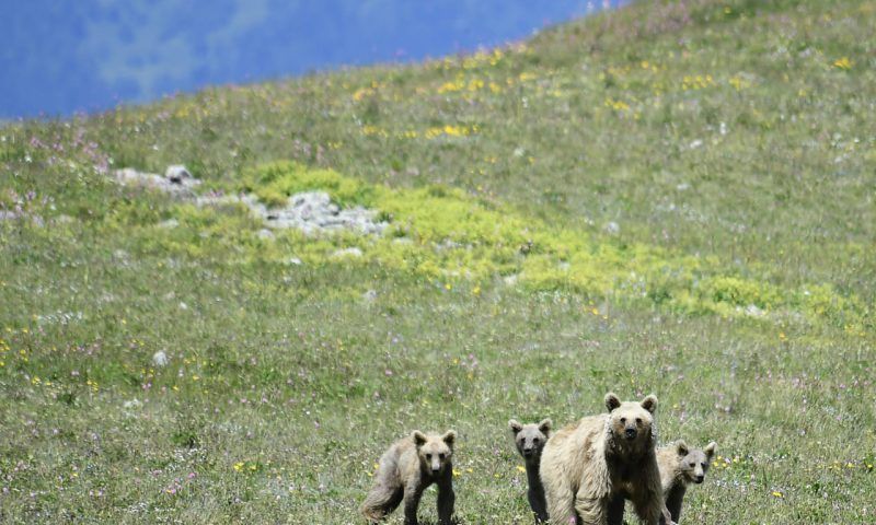 Туристов предупредили о выходящих из спячки медведях в горах Сочи