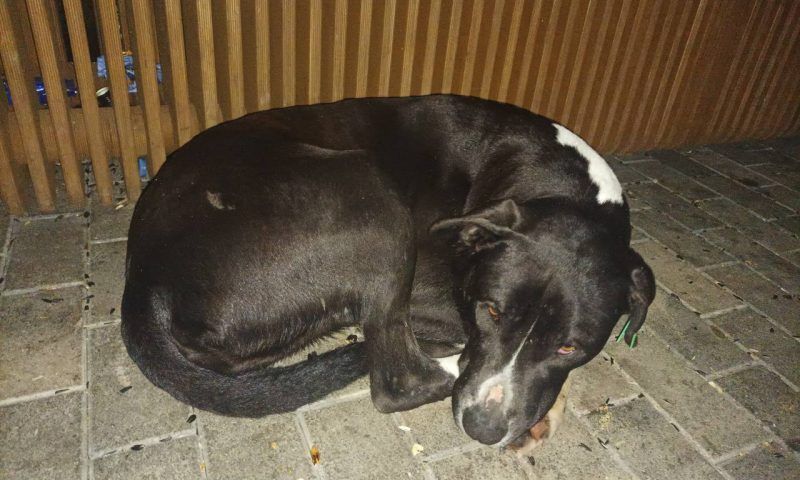 В Сочи нашли живой собаку, которую пытались отравить на детской площадке