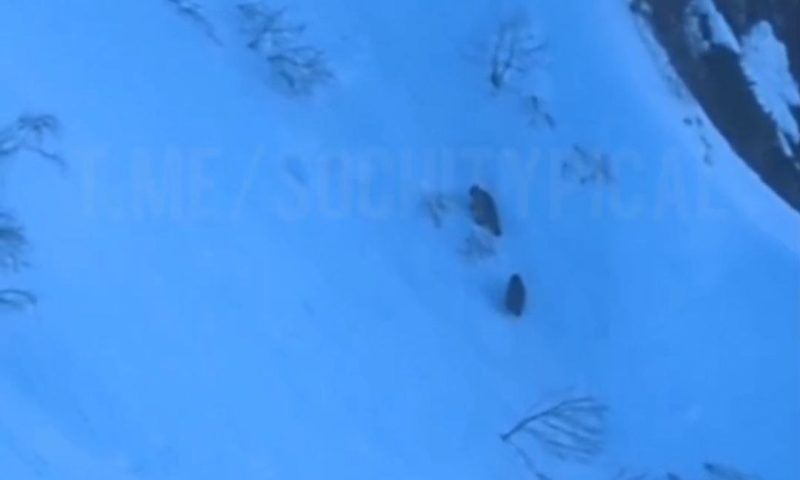 Двух медвежат заметили на горнолыжной трассе в «Розе Хутор»