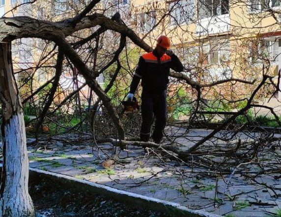 Сильный норд-ост повалил десятки деревьев в Новороссийске