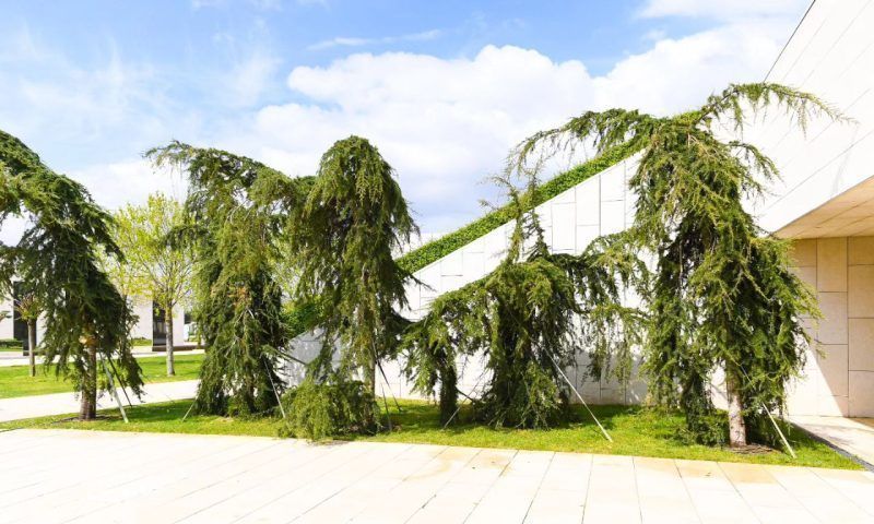 «Плакучие» гималайские кедры появились в парке «Краснодар»