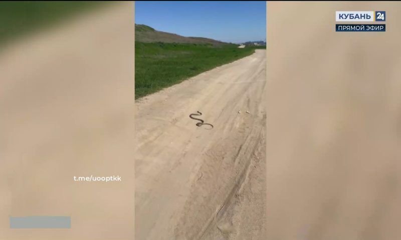 Краснокнижную змею обнаружили в парке «Анапская пересыпь»