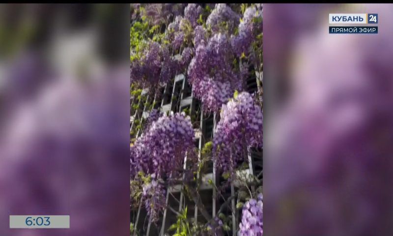 Сезон цветения глицинии стартовал в парке «Краснодар»