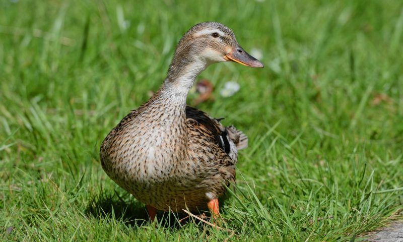 В Краснодарском крае 27 сентября начинается сезон охоты на водоплавающих птиц