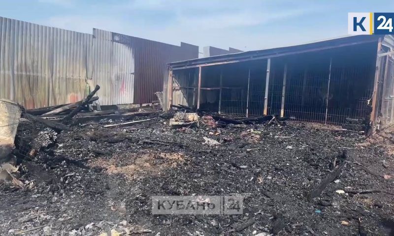 Три собаки погибли и еще четыре пострадали после пожара в приюте под Краснодаром
