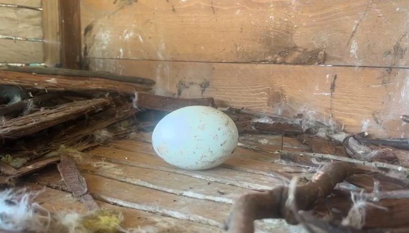Императорская орлица Арса снесла яйцо в Сочи, но орленок не родится