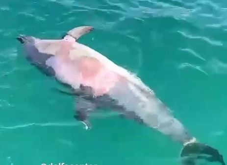 Более 100 дельфинов погибло за неделю в Краснодарском крае