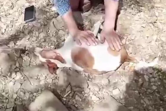 Полиция Сочи разыскивает живодеров, выбросивших беременную собаку с балкона