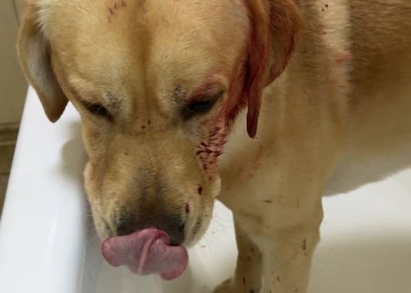 Дворняги в Анапе ранили популярную собаку-блогера с 70 тыс. подписчиков