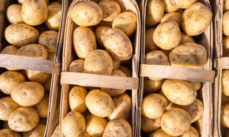 Картофель полезен: разбираем 5 мифов о вреде этого популярного продукта