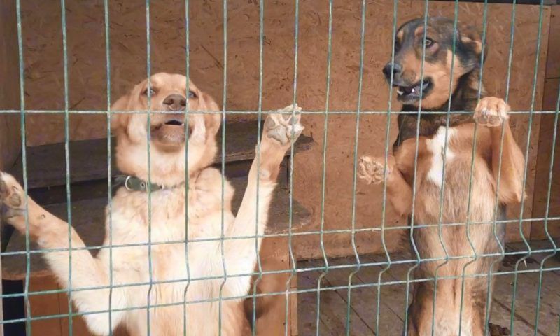 Волонтеры Геленджика пытаются спасти 400 собак из сносимого приюта