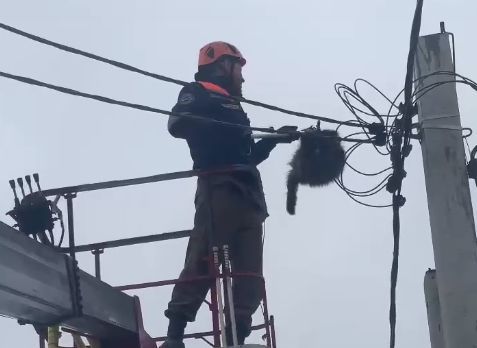 Спасатели сняли со столба обидчивого енота в Новороссийске