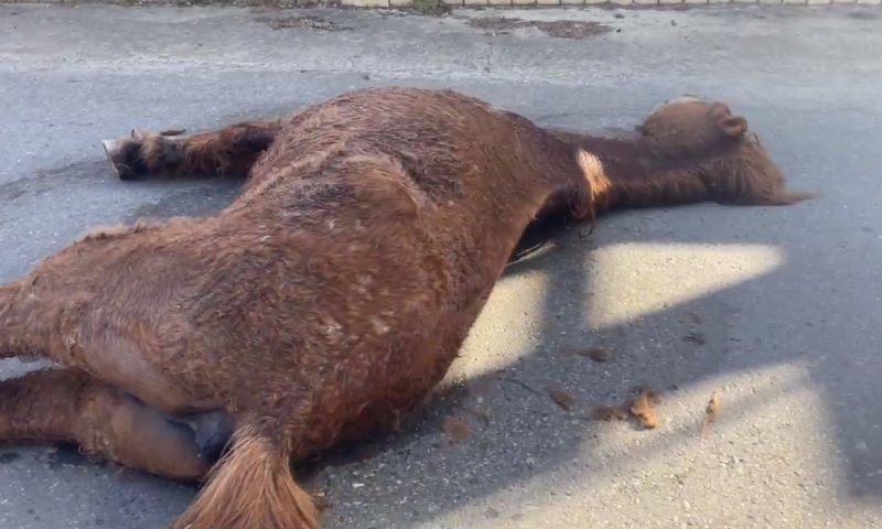 Мертвую лошадь обнаружили жители на дороге в Сочи