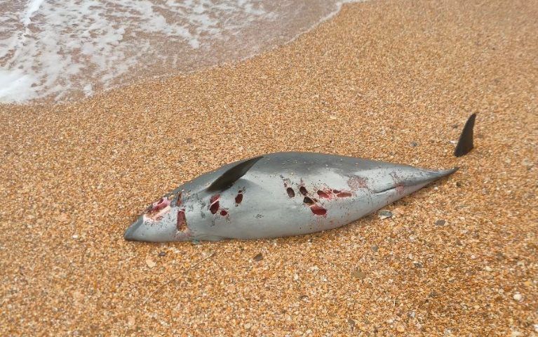 Более 40 мертвых дельфинов нашли на пляже станицы Благовещенской в Анапе