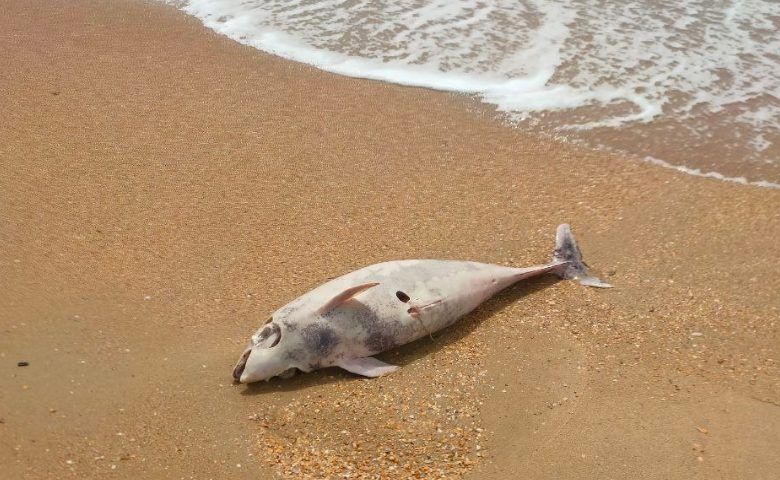 Эколог КубГУ заявил, что массовая гибель дельфинов под Анапой не нормальна