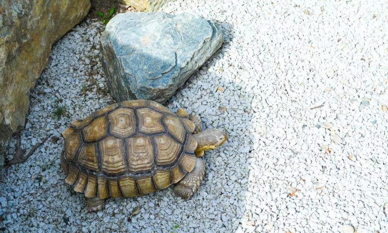 Из-за потепления африканских черепах вернули в Японский сад парка «Краснодар»