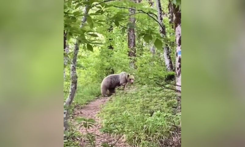 Туристы наткнулись на медведя во время прогулки в горах Красной Поляны