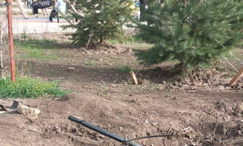 В Краснодаре на Николаевском бульваре из-за сломанного полива засохли деревья