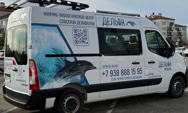 На Черноморском побережье ищут желающих стать спасателями дельфинов