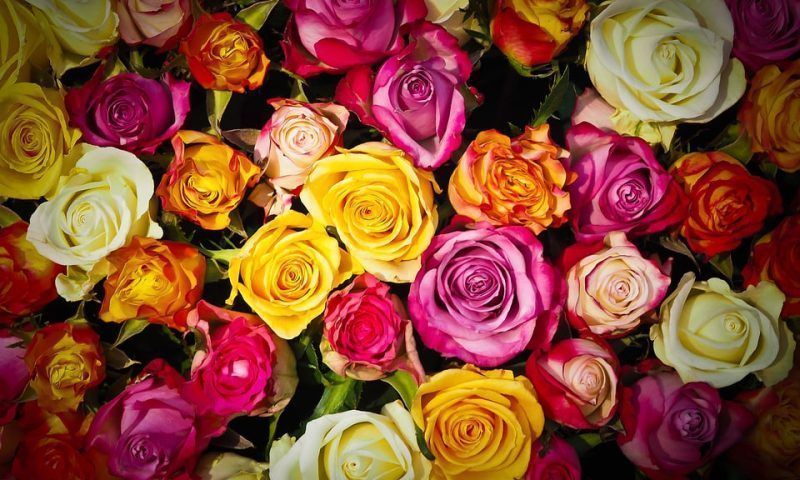 Что говорит о характере женщины любовь к розам