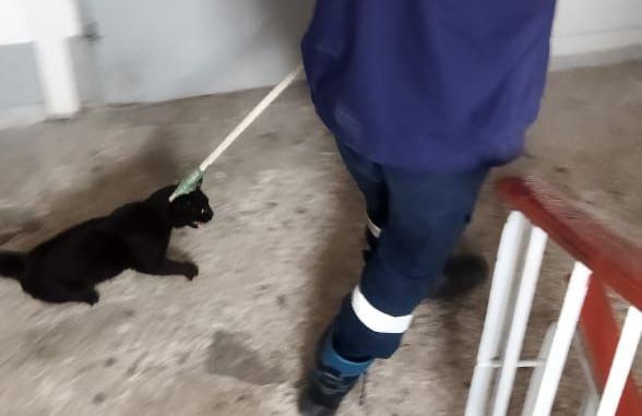Дворового кота-дебошира поймали спасатели в многоэтажке в Новороссийске