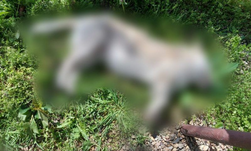Школьник задушил уличную собаку в Краснодарском крае