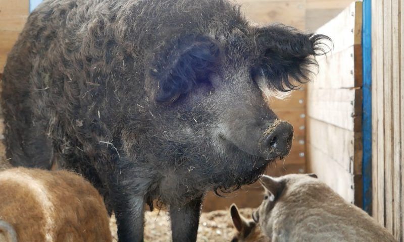 Венгерская мангалица: в Отрадненском районе начали разводить пушистых свиней