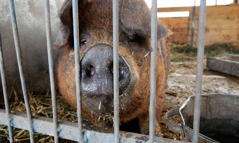 В Отрадненском районе фермер разводит экзотических кудрявых свиней | Факты