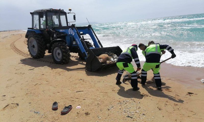 Трупы дельфинов убрали с пляжа в Благовещенской под Анапой