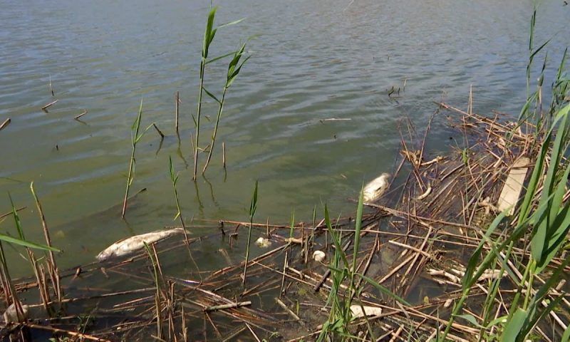 В реке 2-я Кочеты в Динском районе массово гибнет рыба