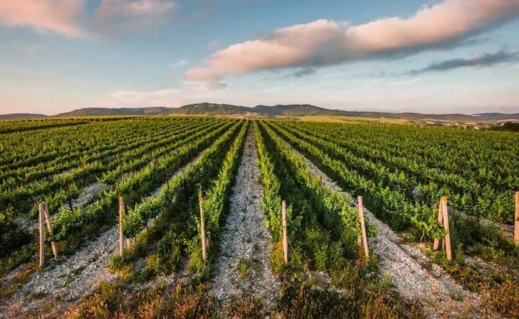 Жителей Абрау-Дюрсо предупредили о начале обработки виноградников пестицидами