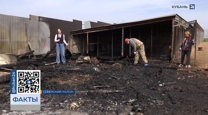 Владельцам сгоревшего приюта для животных в Северском районе приходили угрозы