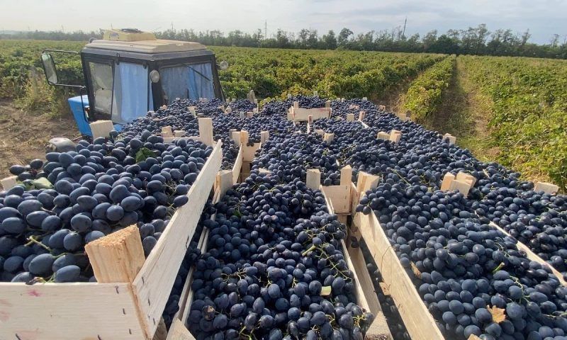 В виноградарском хозяйстве Темрюкского района внедрят бережливые технологии