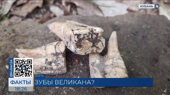 В лесу под Анапой мужчина нашел гигантские зубы неизвестного существа