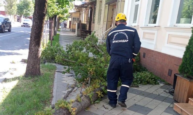 Более 250 деревьев рухнули на улицы Краснодара после урагана