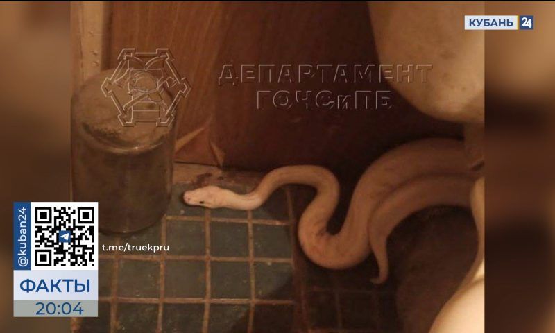 С приходом тепла змеи все чаще стали встречаться жителям Кубани. «Факты»