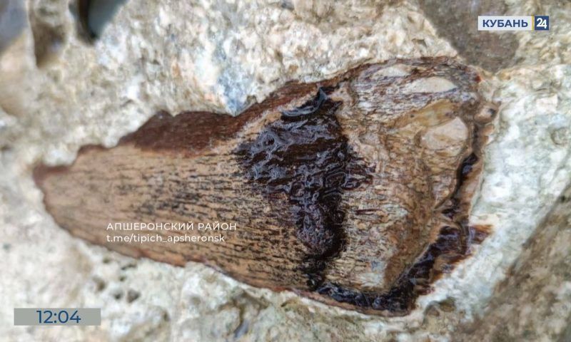 В Апшеронском районе нашли крупную окаменелость древней рептилии