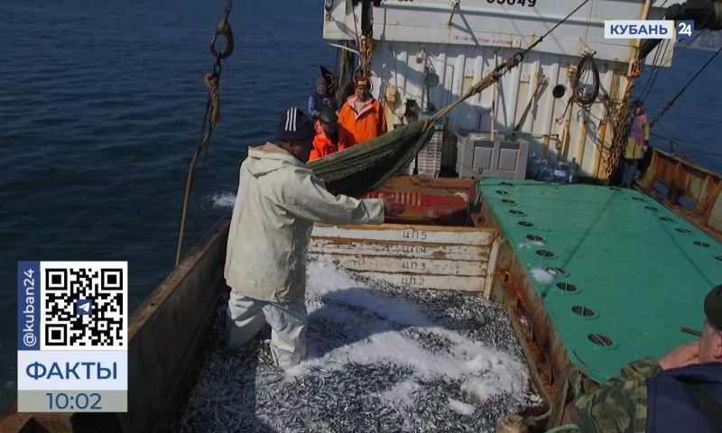 Улов тюльки и камбалы увеличился на 82% в Азовском море