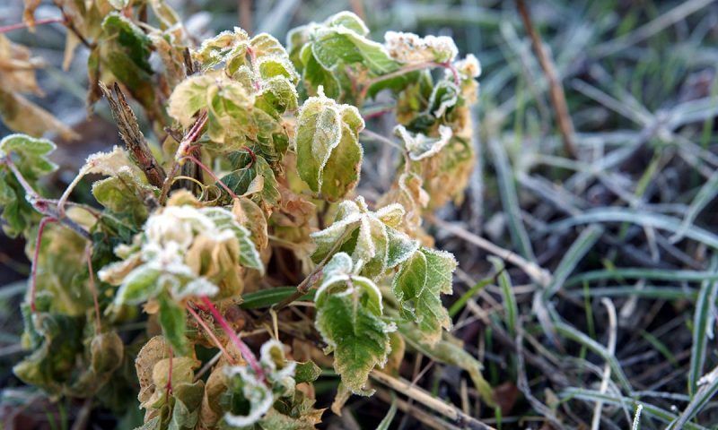 Утренние туманы, изморось и до +14 °С днем ожидаются 6 декабря на Кубани